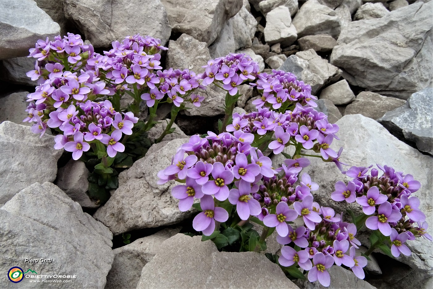 44 Petrocallis dei Pirenei (Petrocallis pyrenaica) .JPG